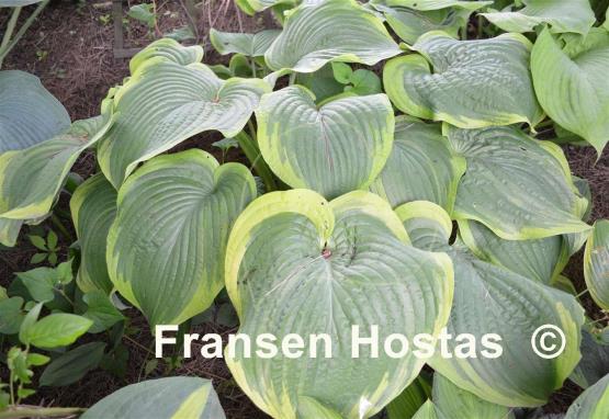 Hosta Unchained Melody